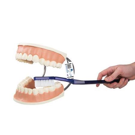 3B SCIENTIFIC Giant Dental Care Model - w/ 3B Smart Anatomy 1000246